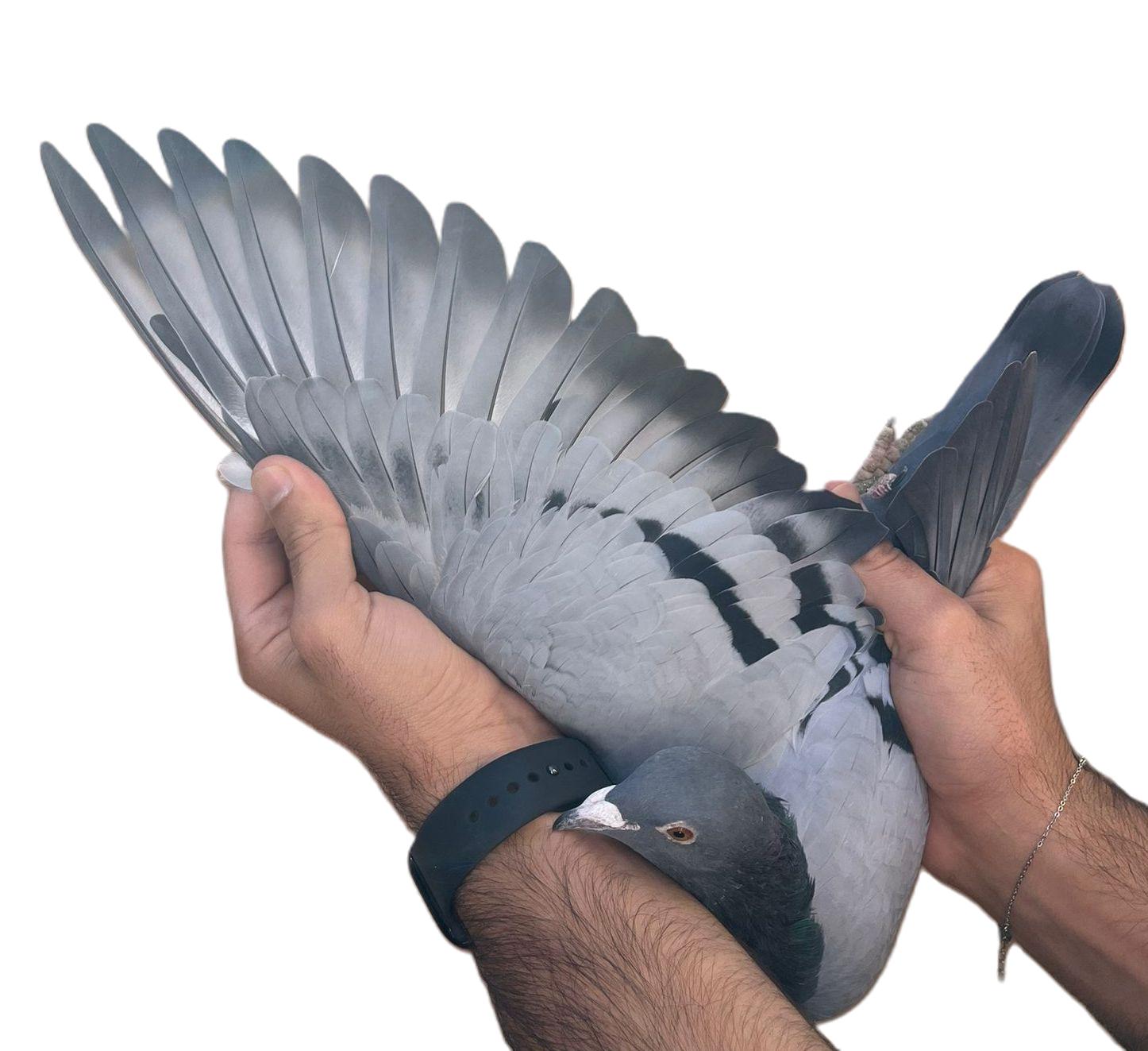 NL-25-1349837- M - Azul